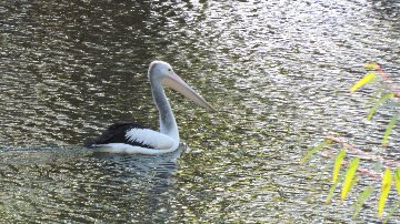 Pelican.